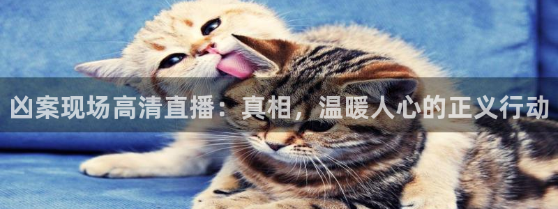 nba蜘蛛直播免费直播在线直播：凶案现场高清直播：真相，温暖人心的正义行动